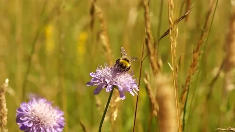 Bee on Scabious Flower. Bee on Wild Flowers Collecting Pollen Stock Footage 306852965