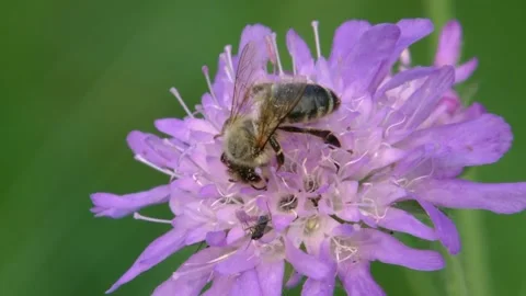 Bee on a scabious flower in summer Stock Footage 279180731