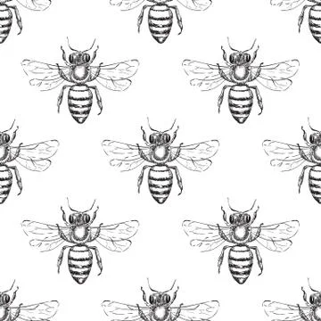 Bee seamless vector pattern. Sketch illustration of honeybee. Fashion textile Stock Illustration