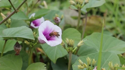 Bee Search for Nectar in a Sweet Potato Flower Stock Footage 94388386