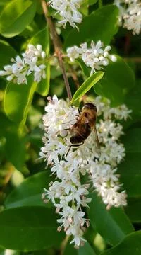 Bee in search Stock Photos