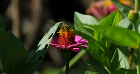Bee in search of pollen in flowers Stock Footage 132143979