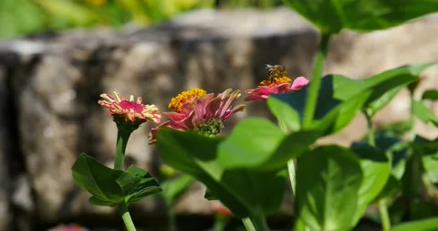 Bee in search of pollen in flowers Stock Footage 132143981