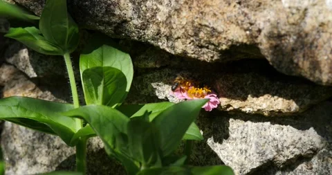 Bee in search of pollen in flowers Stock Footage 132143982