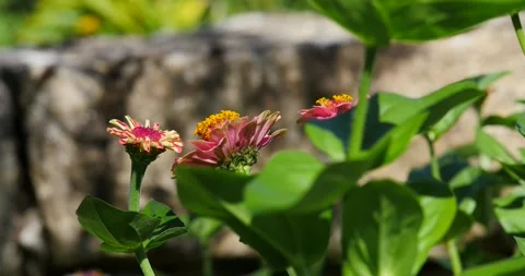 Bee in search of pollen in flowers Stock Footage 132144016