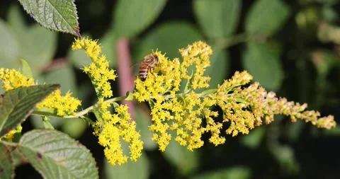 A bee searches for pollen on a flower Stock Footage 250552469
