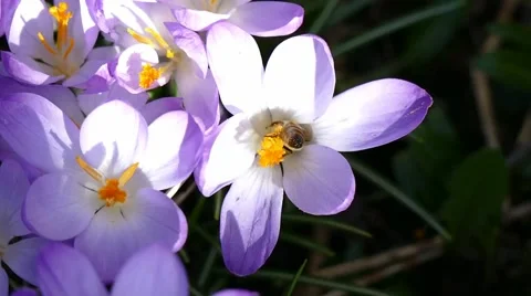 Bee searches for pollen Stock Footage 51385144