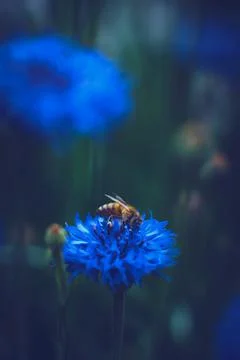 Bee searching for nectar in a Cornflower Stock Photos