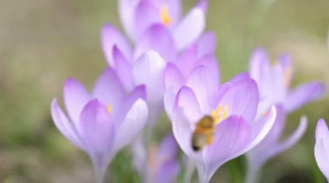 Bee searching for nectar Stock-Footage 771574