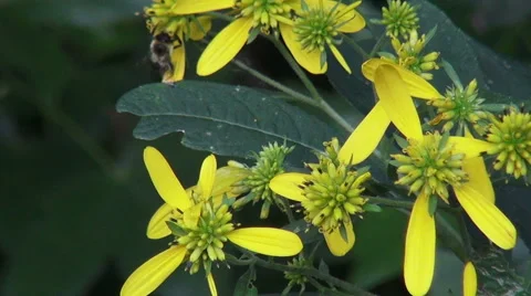 Bee Searching For Nectar Vídeos de archivo 41371790
