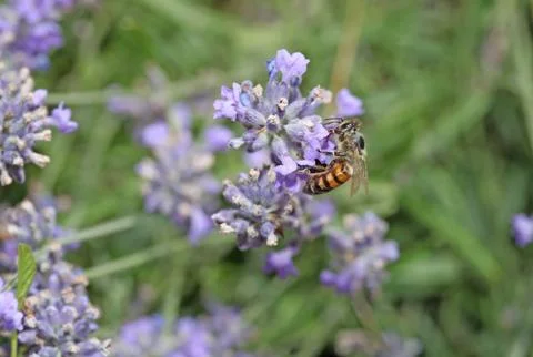Bee searching for nectar on a lavender field Stock Photos