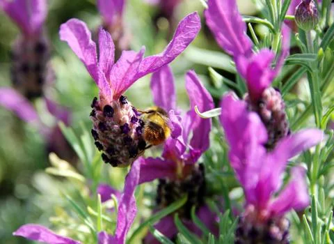 Bee searching for nectar on lavender Stock Photos