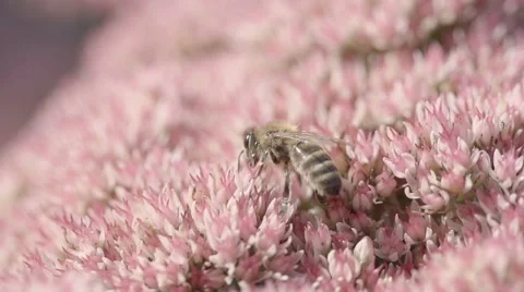 Bee searching for nectar slow motion Stock Footage 41809745