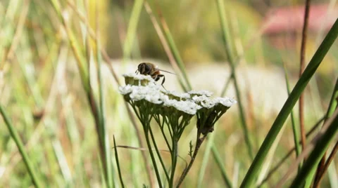 Bee Searching for Pollen Stock Footage 35161895