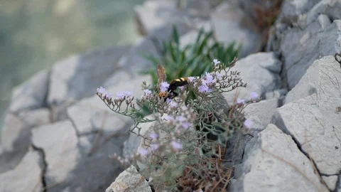 Bee searching for pollen on small flower and fly off Stock Footage 112797349