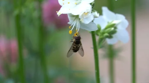 The bee is seating on the flower in a windy day Stock Footage 111288560