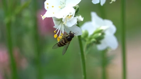 The bee is seating on the flower in a windy day Stock Footage 111288568