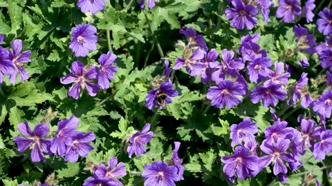 Bee Seeing Nectar From Purple Wild Geranium Plants. Slow Motion, Stock Footage 248033114