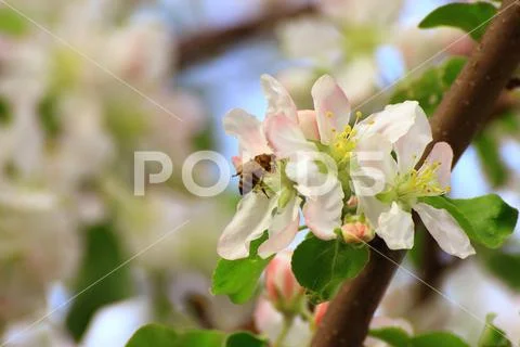 Bee to seek the nectar of a flower Stock Photos