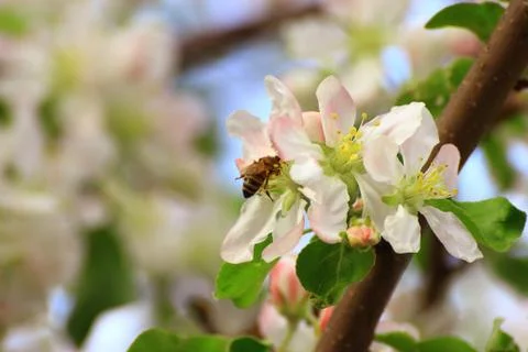 Bee to seek the nectar of a flower Stock Photos