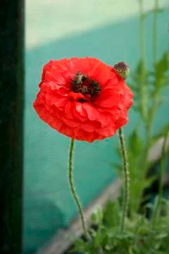 Bee Seeking Nectar Stock Photos