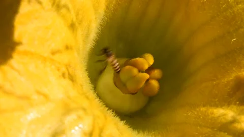 Bee seeking nectar in pumpkin blossom before flying out Stock Footage 132019879