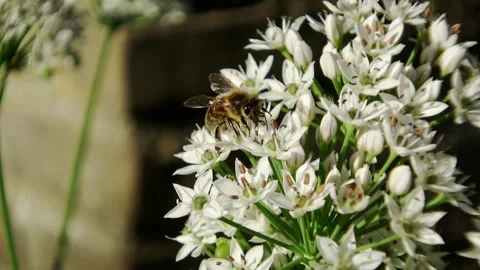 Bee seeks honey in the white flower Video stock 292982291