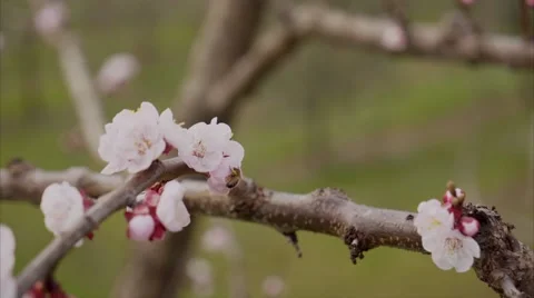 Bee seeks nectar of cherry blossoms. Stock Footage 61359151