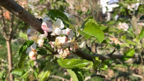 Bee seeks nectar on cherry blossoms Stock Footage 107514523