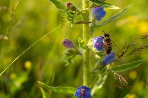 A bee is seen gathering nectar from a blue flower in a green field. The sce.. Stock Photos