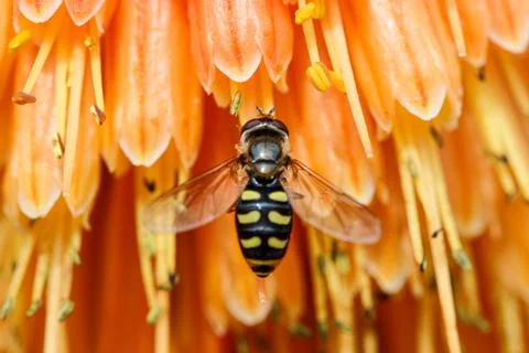 A Bee is Seen Gathering Nectar in Orange Flower Stock Photos