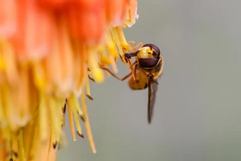 A Bee is Seen Gathering Nectar in Orange Flower Stock Photos