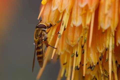 A Bee is Seen Gathering Nectar in Orange Flower Stock Photos