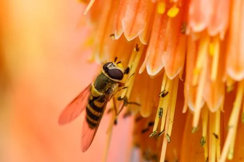 A Bee is Seen Gathering Nectar in Orange Flower Stock Photos
