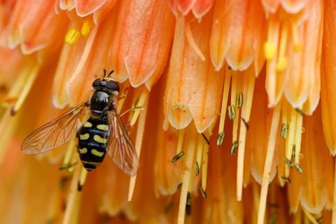 A Bee is Seen Gathering Nectar in Orange Flower Stock Photos