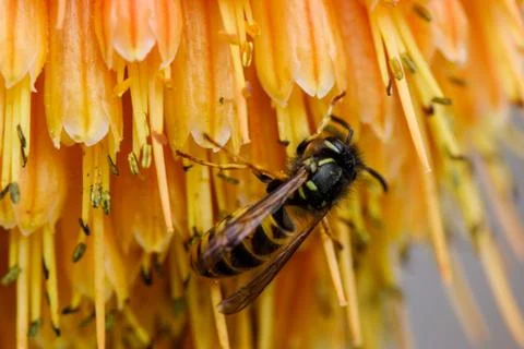 A Bee is Seen Gathering Nectar in Orange Flower Stock Photos