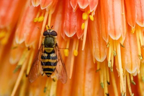 A Bee is Seen Gathering Nectar in Orange Flower Stock Photos
