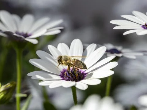 Bee seen from the side Stock Photos