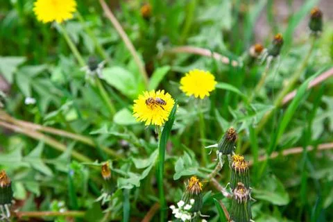 A bee is seen on a yellow flower while other flowers show their green leaves 스톡 사진