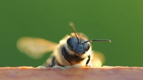 Bee sensors. Vídeos de archivo 108795278