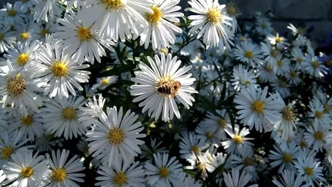 A bee on several white flowers Stock Footage 162165860
