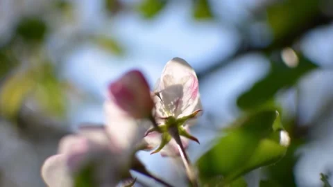 Bee shadow Video stock 154304682