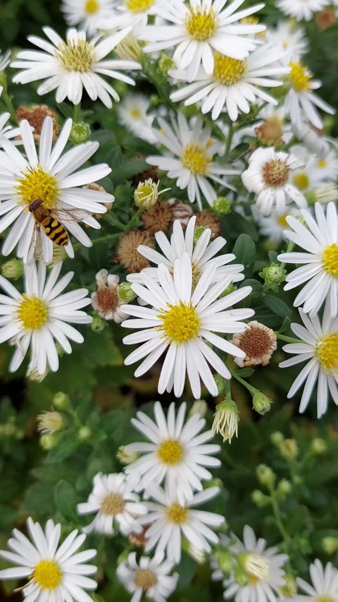 Bee Short Video Video stock 253221663