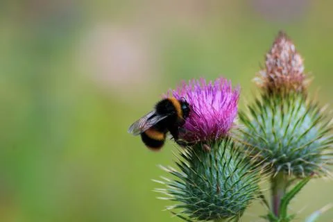 Bee Side on Stock Photos