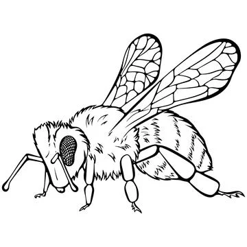 Bee side view line art Stock Illustration