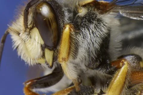 BEE--SIDE VIEW IN SUPER MACRO Stock Photos