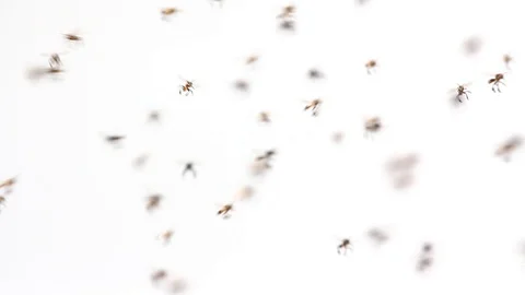 Bee signal Stock Footage 78622392