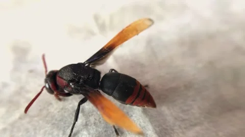 A bee is silent and moves its tail. Stock Footage 257740807