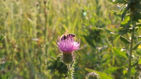 A bee on a silybum flower Video stock 87023141