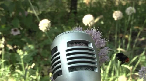 Bee sings the microphone Stock Footage 8535518